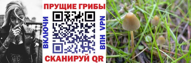 Галлюциногенные грибы Psilocybine cubensis  KRAKEN ТОР  Дзержинск 